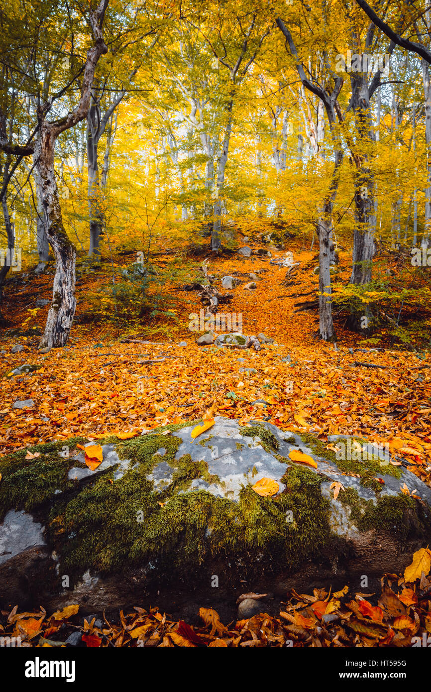 Gefallenen gelben und roten Herbstlaub im Vitosha Park in Bulgarien mit Wald und faterfalls Stockfoto