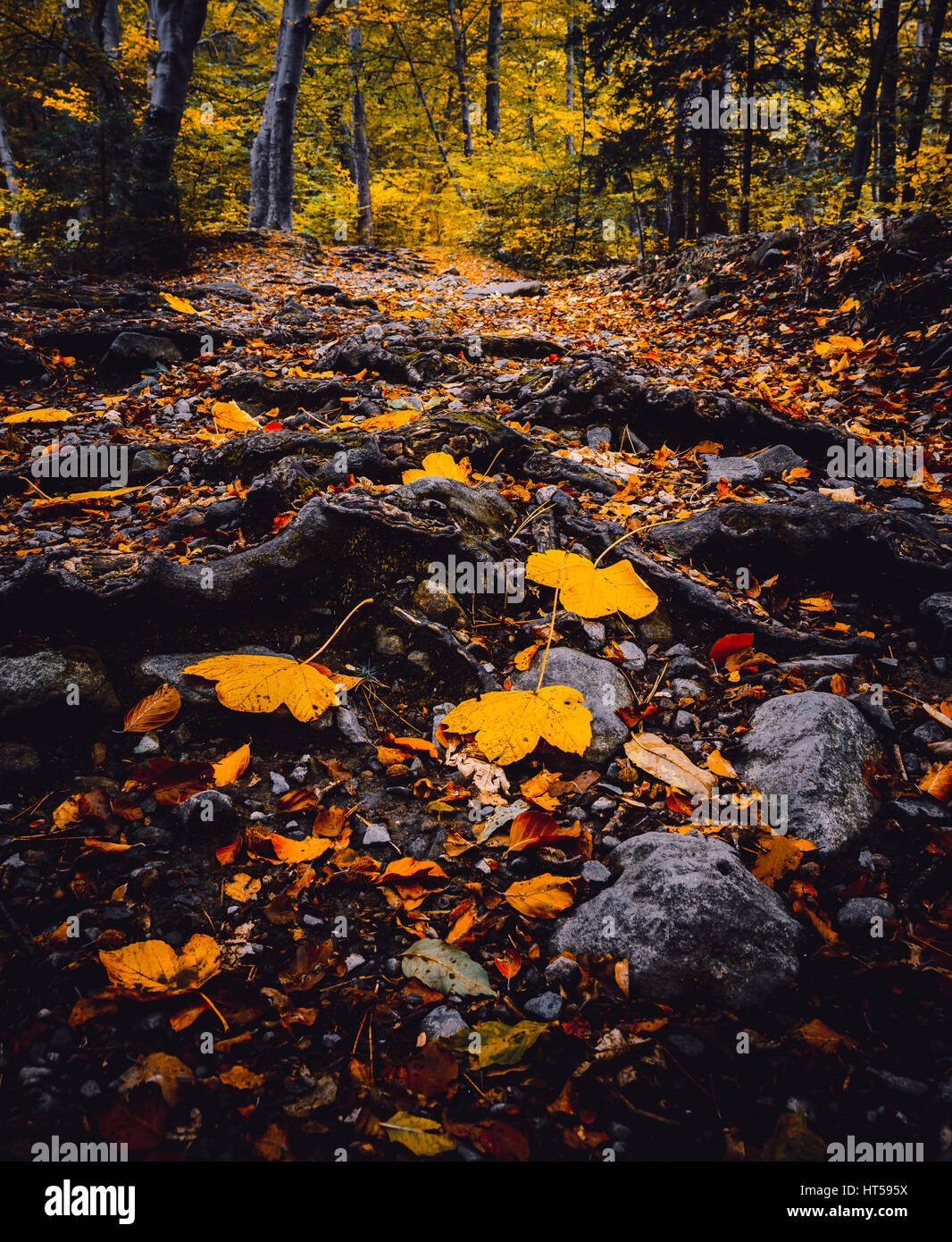 Gefallenen gelben und roten Herbstlaub im Vitosha Park in Bulgarien mit Wald und faterfalls Stockfoto
