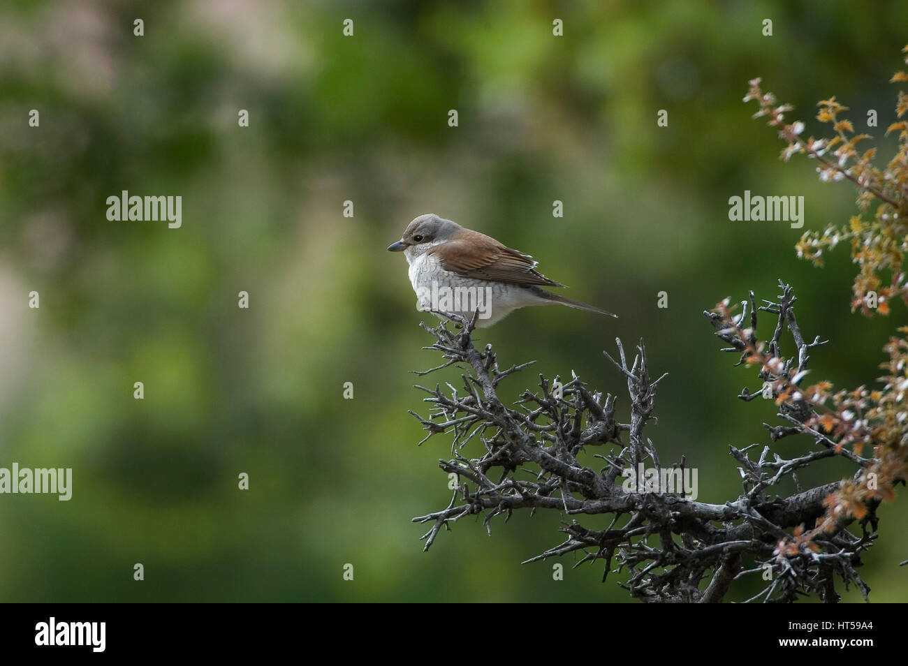 Erwachsene weibliche rote gesicherten Shrike Lanius Collurio thront Stockfoto