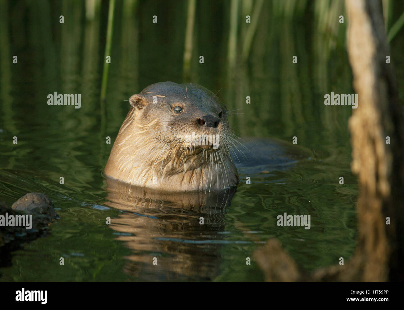 Südlichen Fischotter (Lontra Provocax) vom Aussterben bedroht, Chiloé Insel, Chile Stockfoto