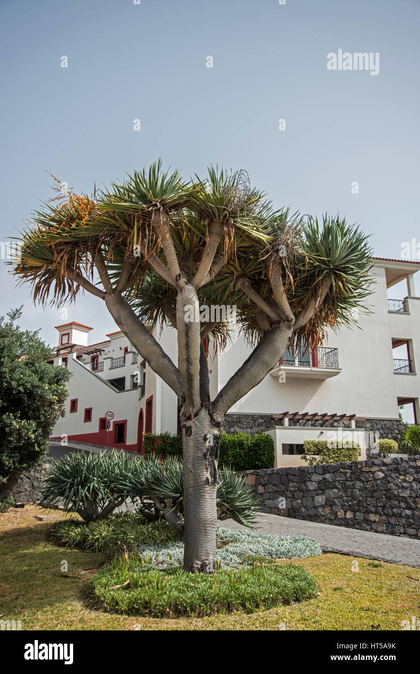 Drachenbaum: Dracaena Draco. Als Zierpflanze in der Stadt angebaut. Madeira  Stockfotografie - Alamy