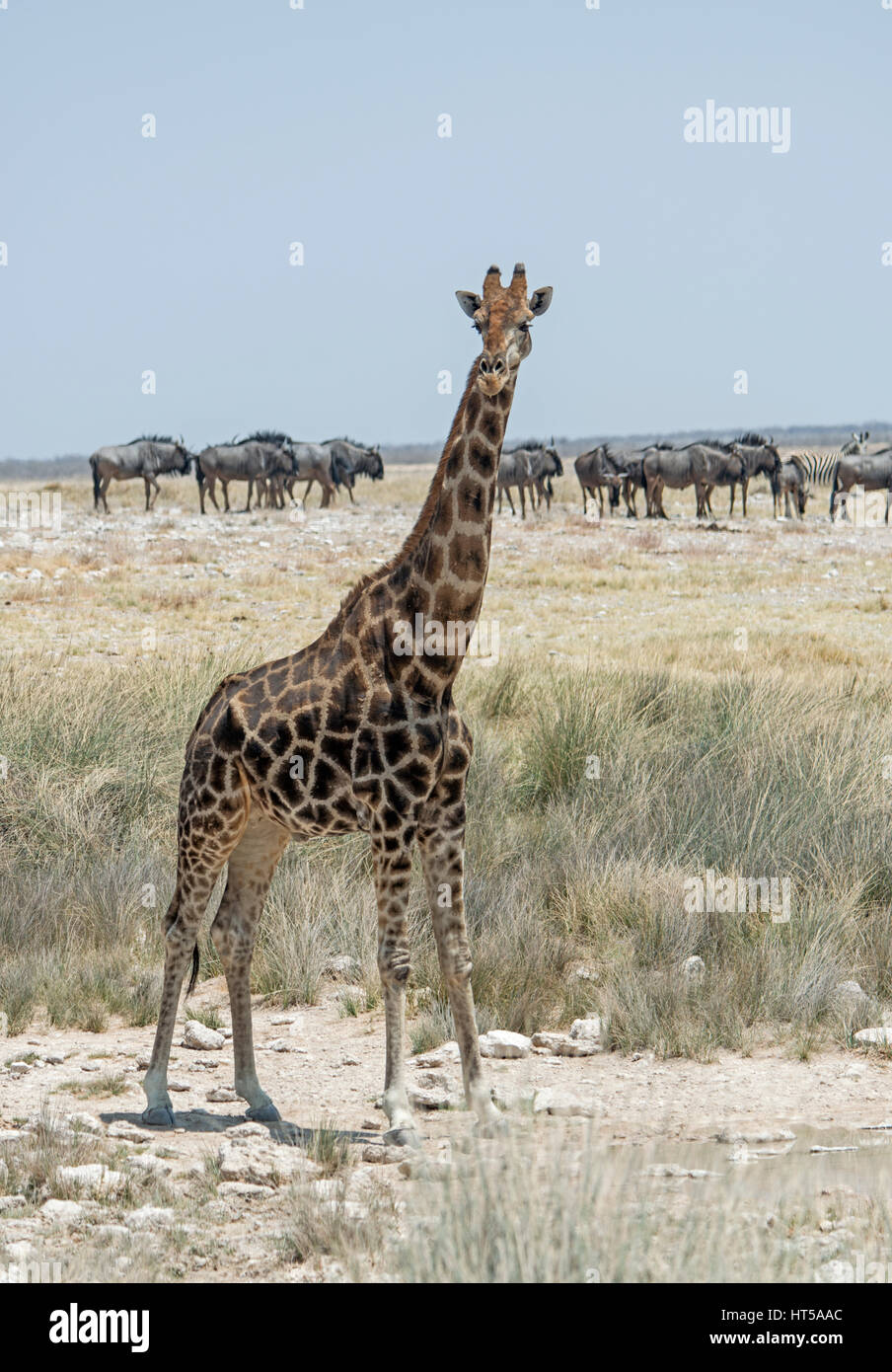 Südlichen Giraffe: Giraffa Plancius. Namibia. Stockfoto
