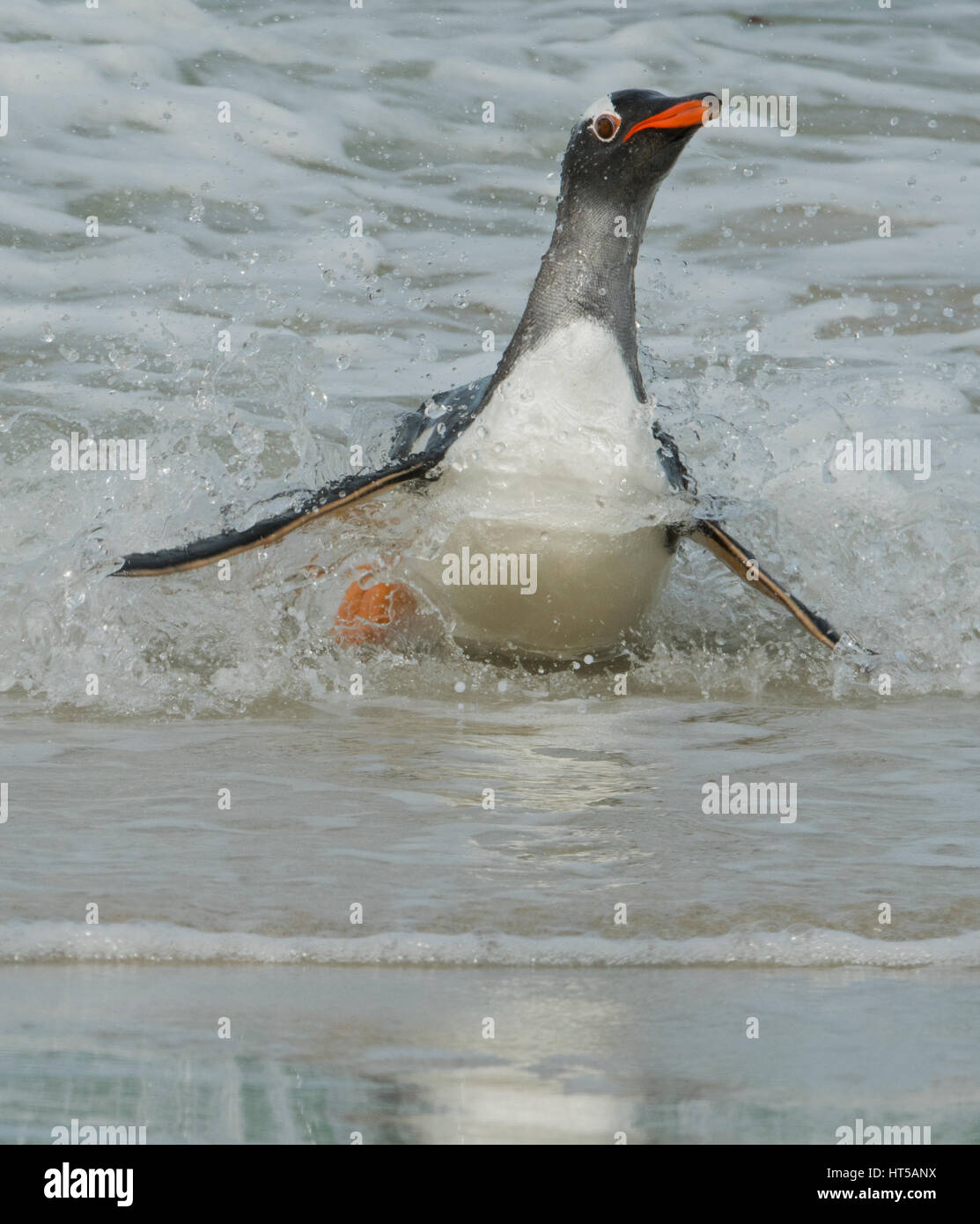 Gentoo Penguins (Pygoscelis Papua) kommenden Ufer, düsterer Insel, Falkland-Inseln Stockfoto