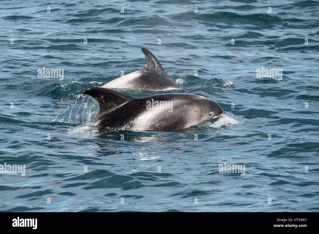 Paar weiß Schnabel Delphine, Lagenorhynchus Albirostris, in der Nähe von Reykjavik, Island, Nord-Atlantik auftauchen Stockfoto