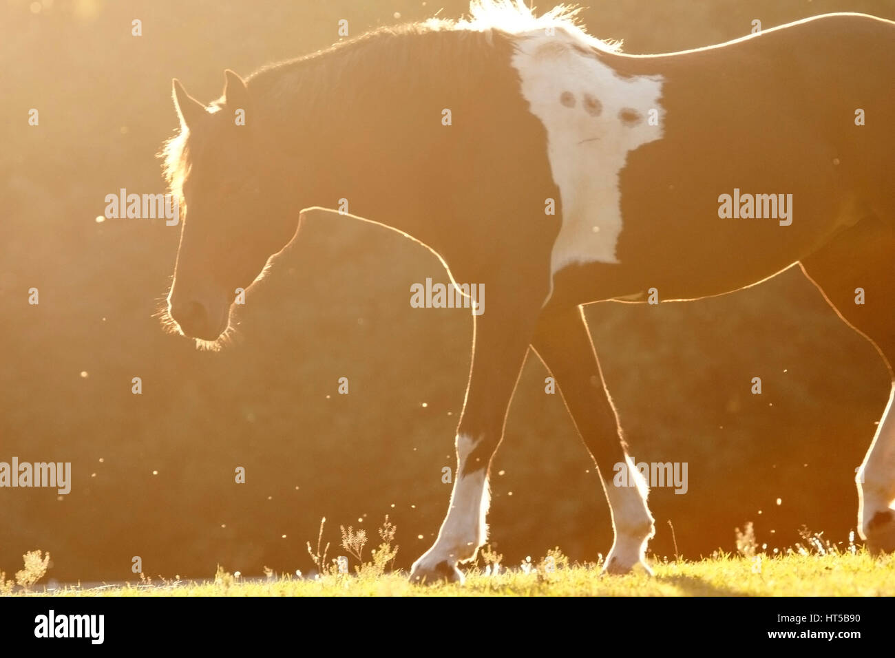 Hinterleuchtete Pferd, zu Fuß in Feld Stockfoto