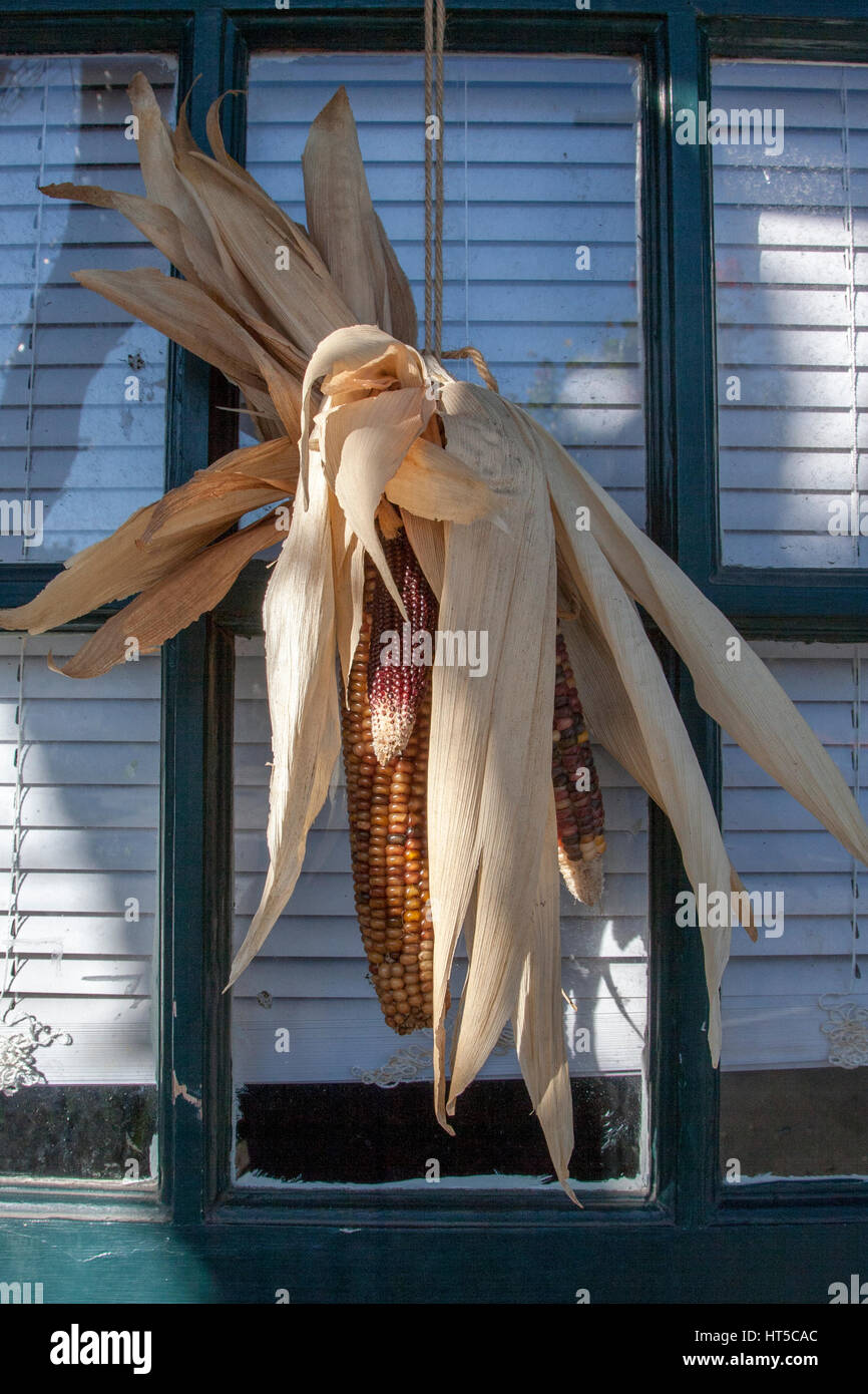 Ein Blick in den USA während der Herbstsaison ist eine gemeinsame Tür-Dekoration - hängen bunte Mais. Stockfoto