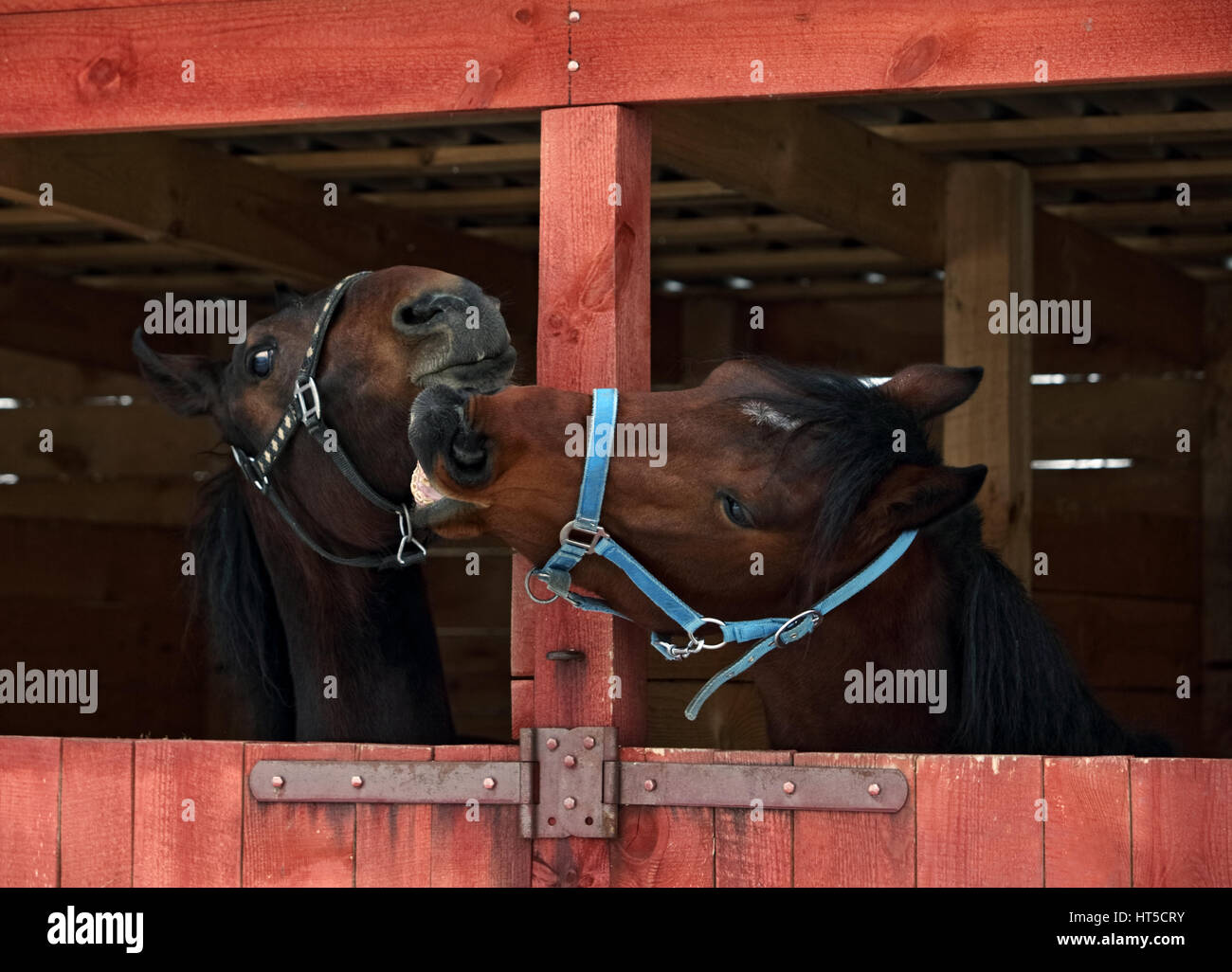 Paar von Rennpferden spielen in den Stallungen aus Holz Stockfoto