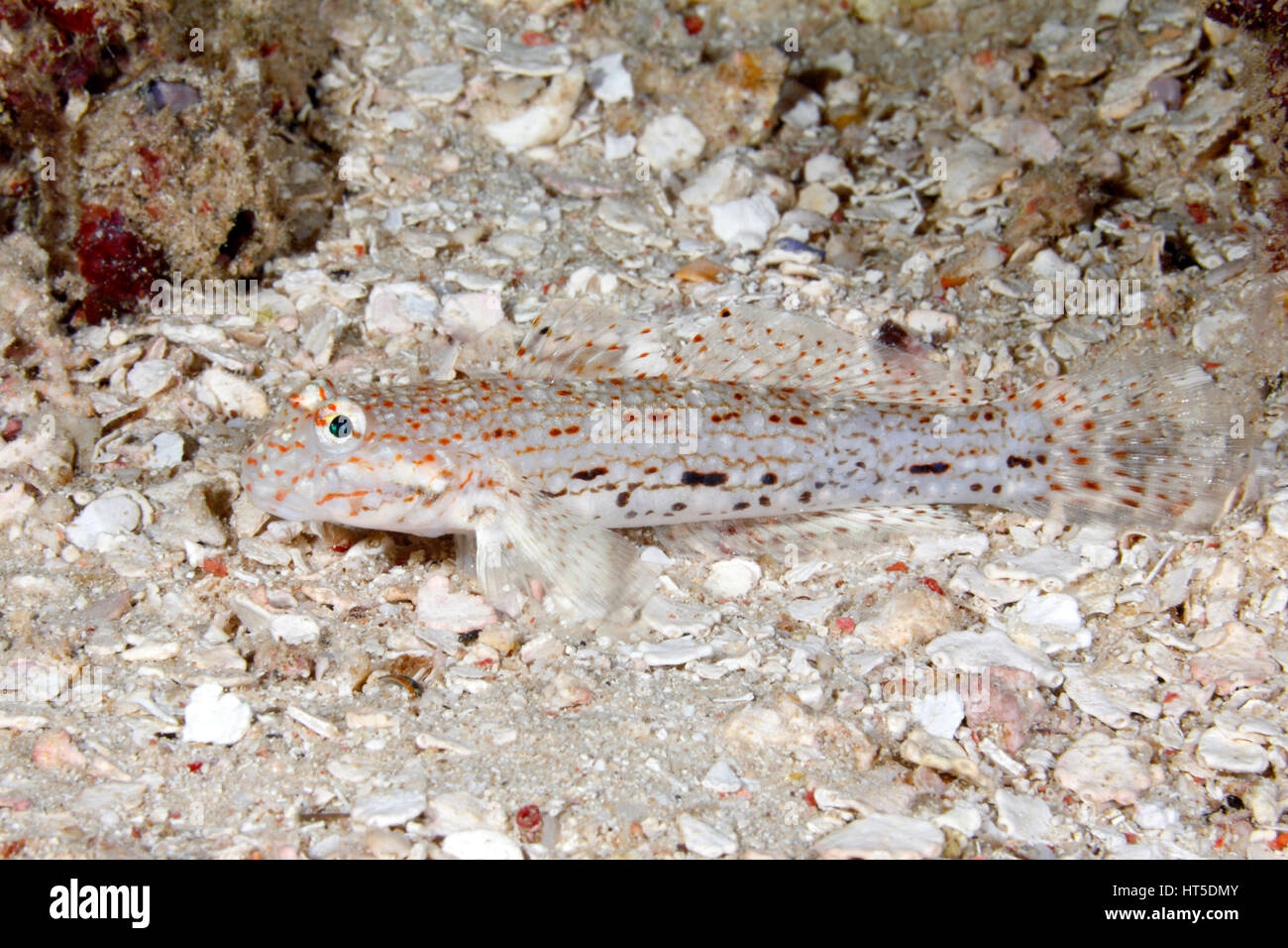 Dekorierte Sand Goby, Istigobius Decoratus. Stockfoto
