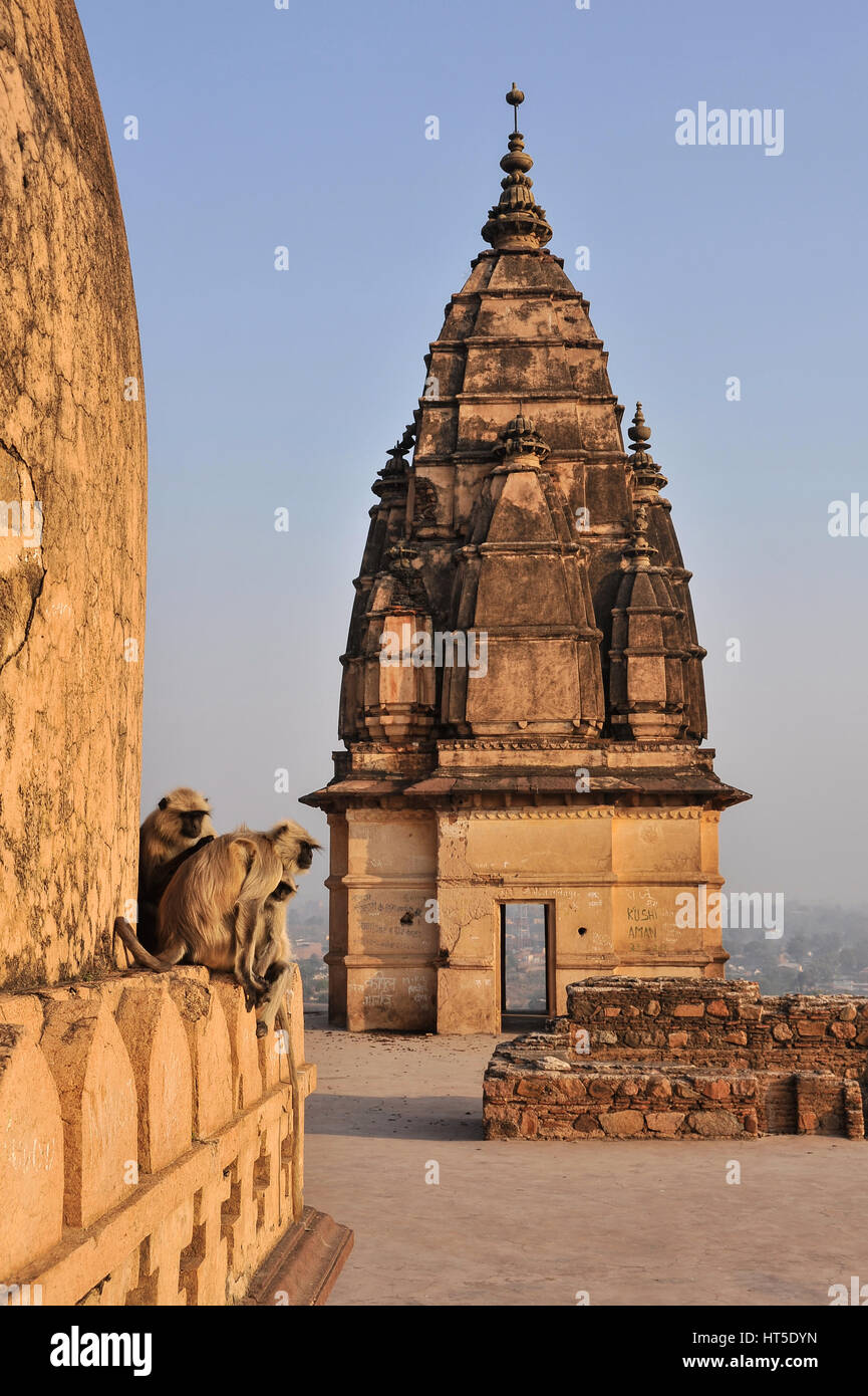 Chaturbhuj Tempels, Orchha, Indien Stockfoto
