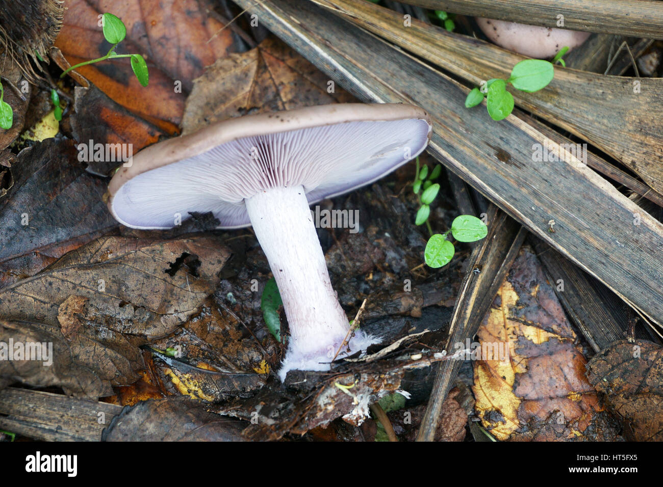 Champignon-Arraché. Stockfoto