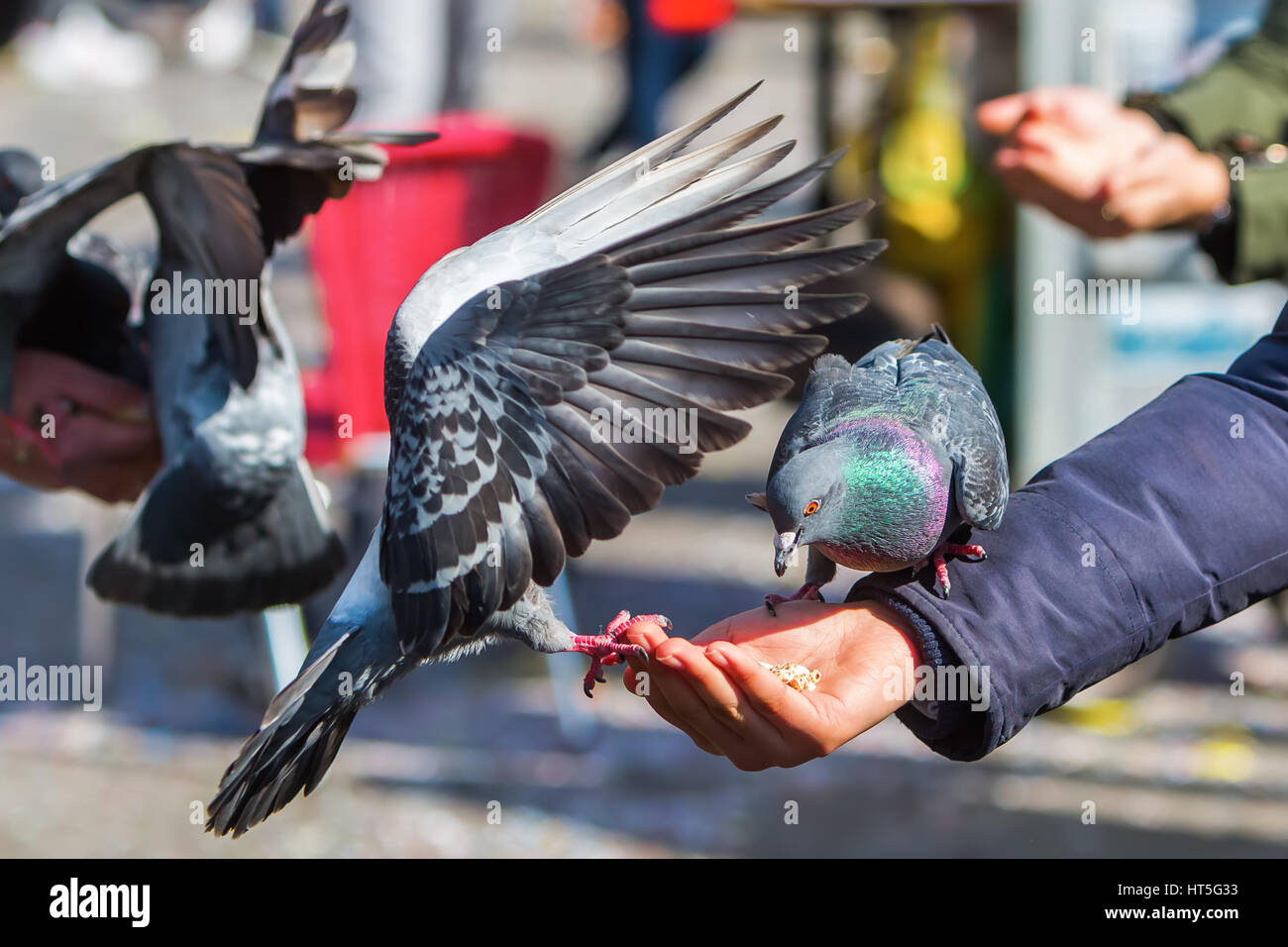 Bild von Hand füttern Tauben auf dem Markusplatz in Venedig, Italien Stockfoto