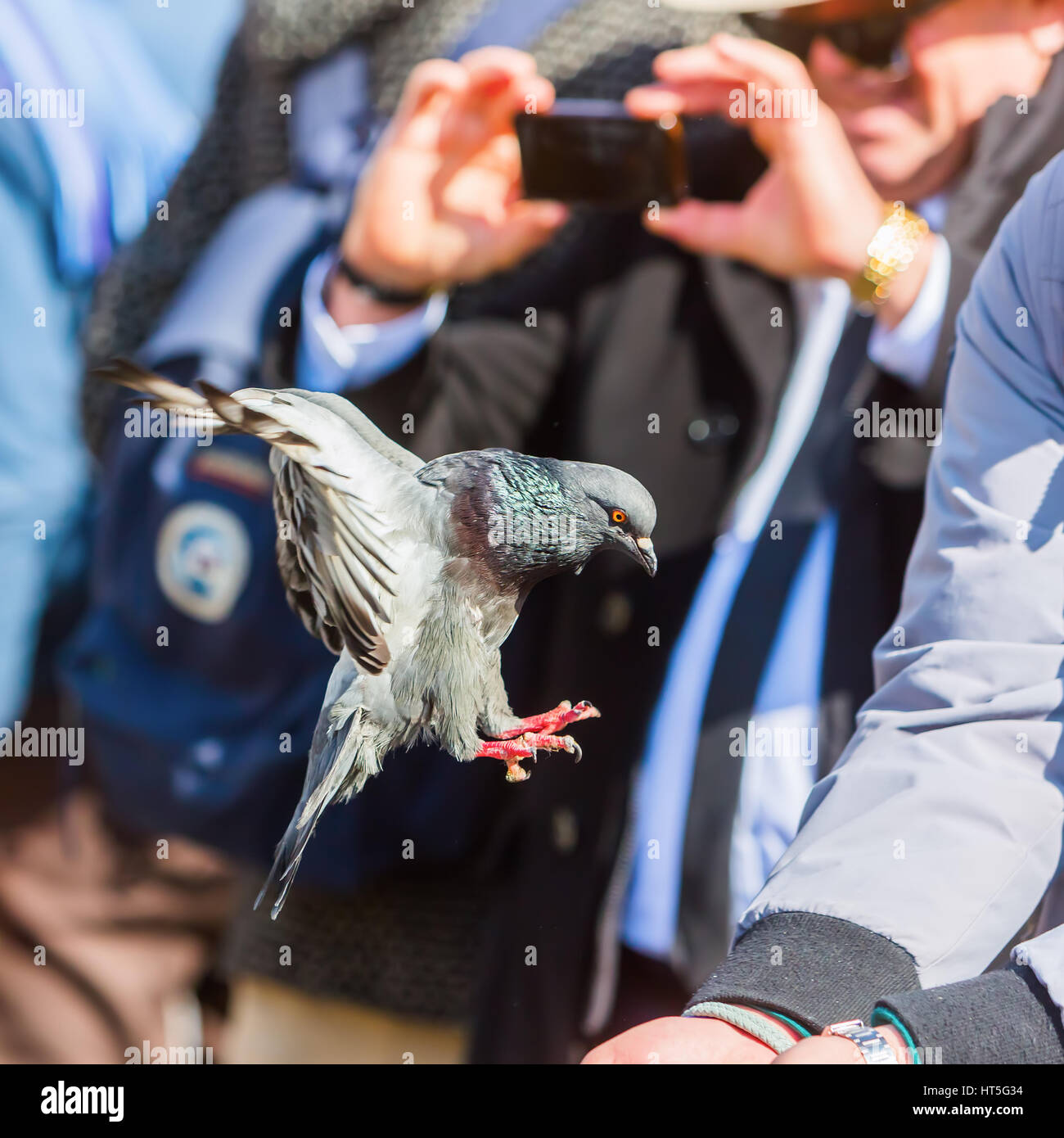 Taube fliegen in eine Hand mit Futter auf dem Markusplatz in Venedig, Italien Stockfoto