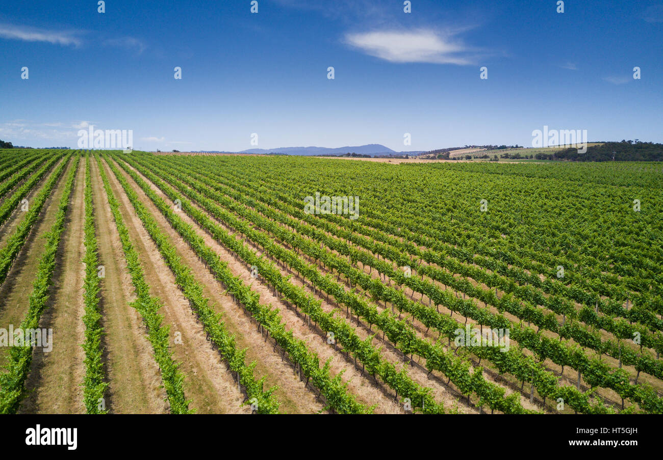 Luftaufnahme von einem Weinberg im Yarra Valley, Melbourne, Australien. Stockfoto