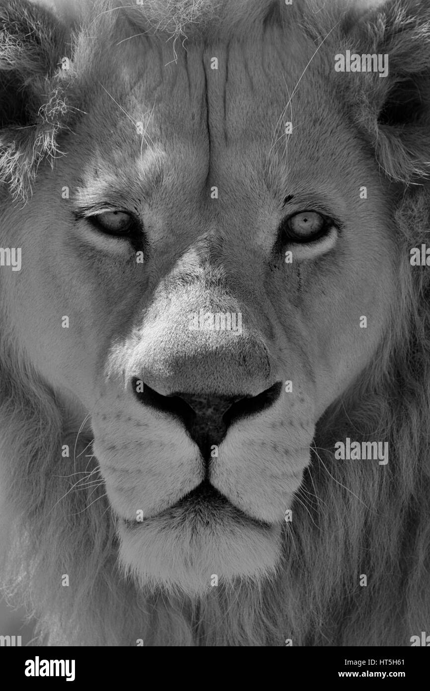 Schwarz / weiß Foto von männlichen weißen Löwe (Panthera Leo Krugeri) in Drakenstein Löwenpark, Klapmuts, Kaps, Südafrika. Stockfoto