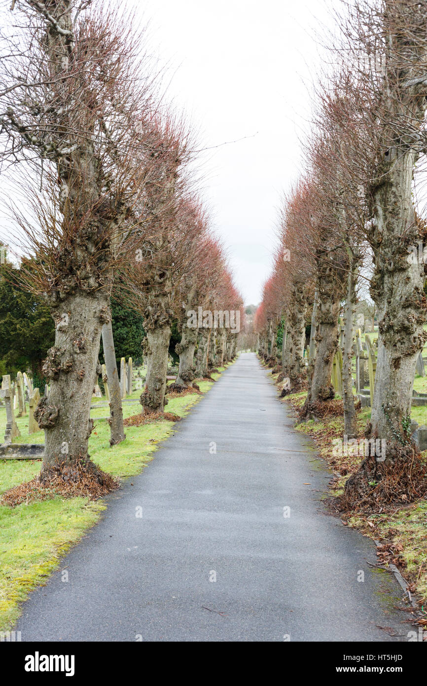 Allee der Bäume in High Wycombe Friedhof Stockfoto