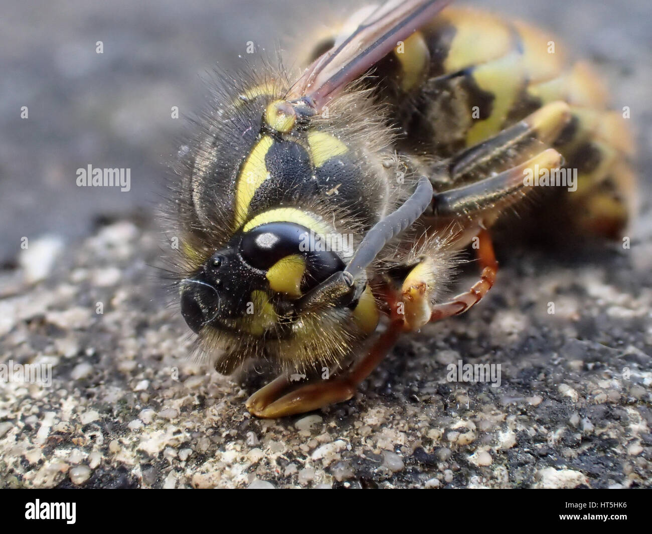 Makro erschossen Dreiviertelansicht tot Europäische Wespe (Vespula Vulgaris) auf einem Kalkstein ebnet Platte zu liegen Stockfoto