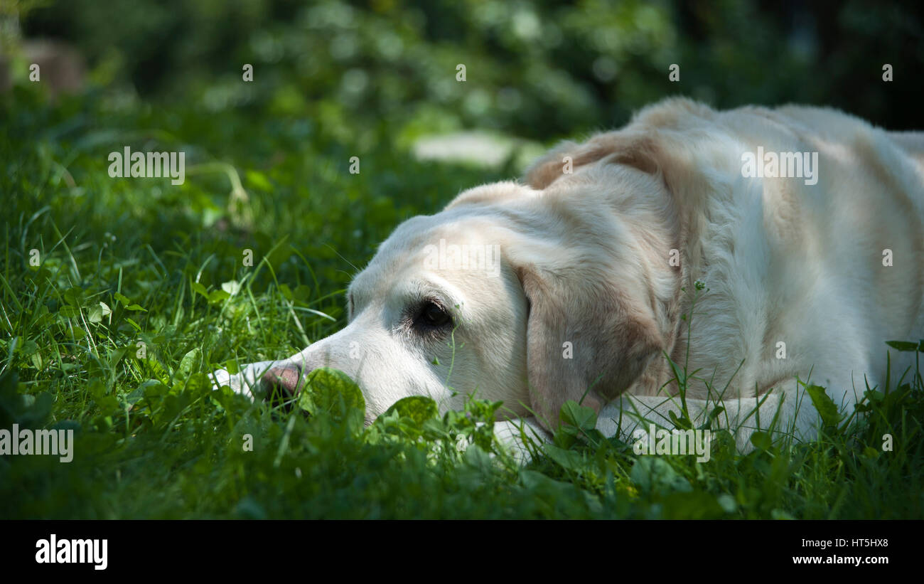 Labrador Hund wartet auf dem Rasen Stockfoto