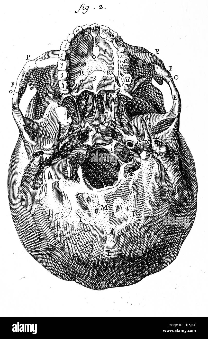 Menschlicher Schädel von unten gesehen, Vintage illustration Stockfoto