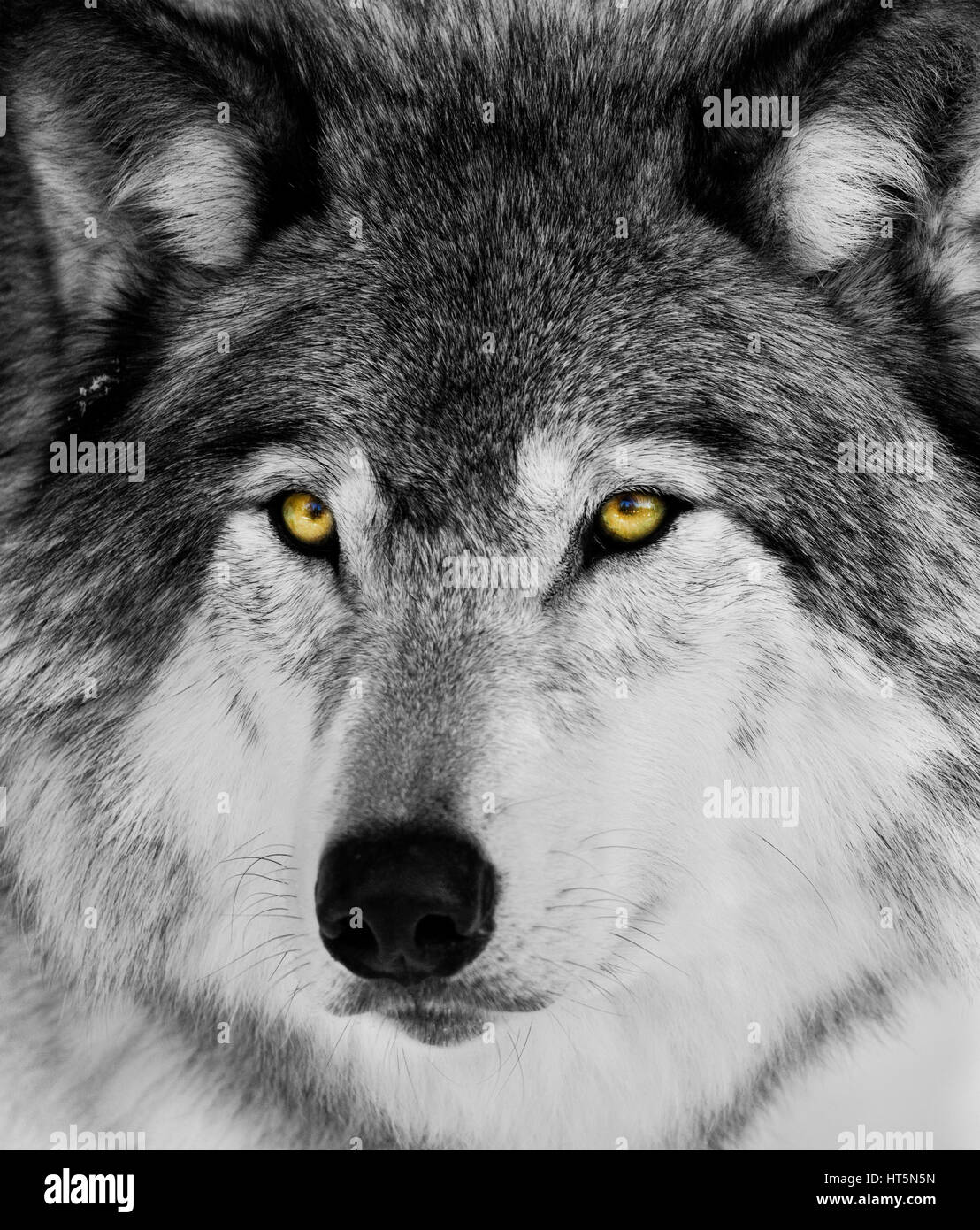 Schwarze Und Weisse Wolf Portrat Stockfotografie Alamy