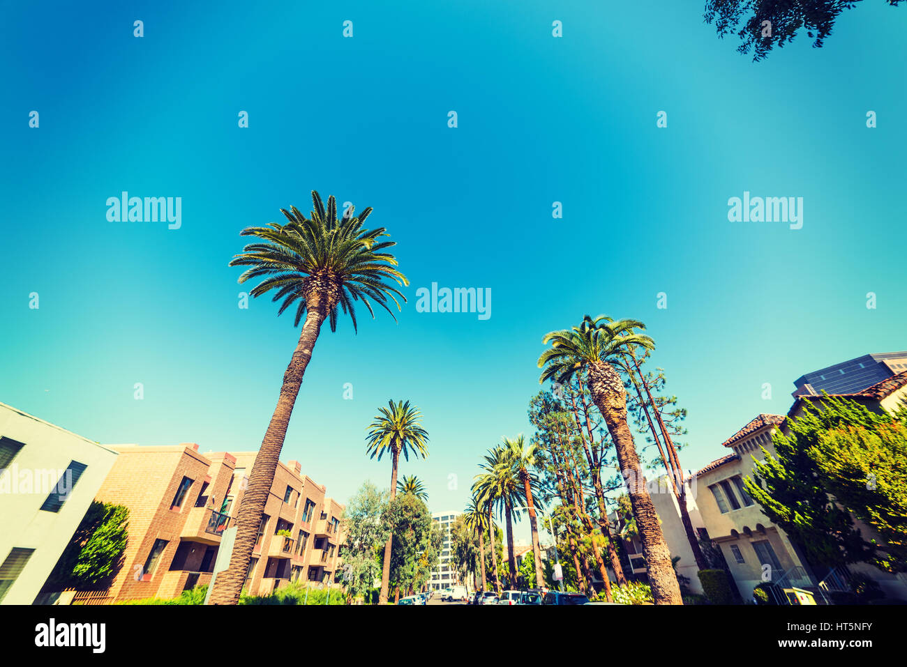 Palmen in Beverly Hills, Kalifornien Stockfoto