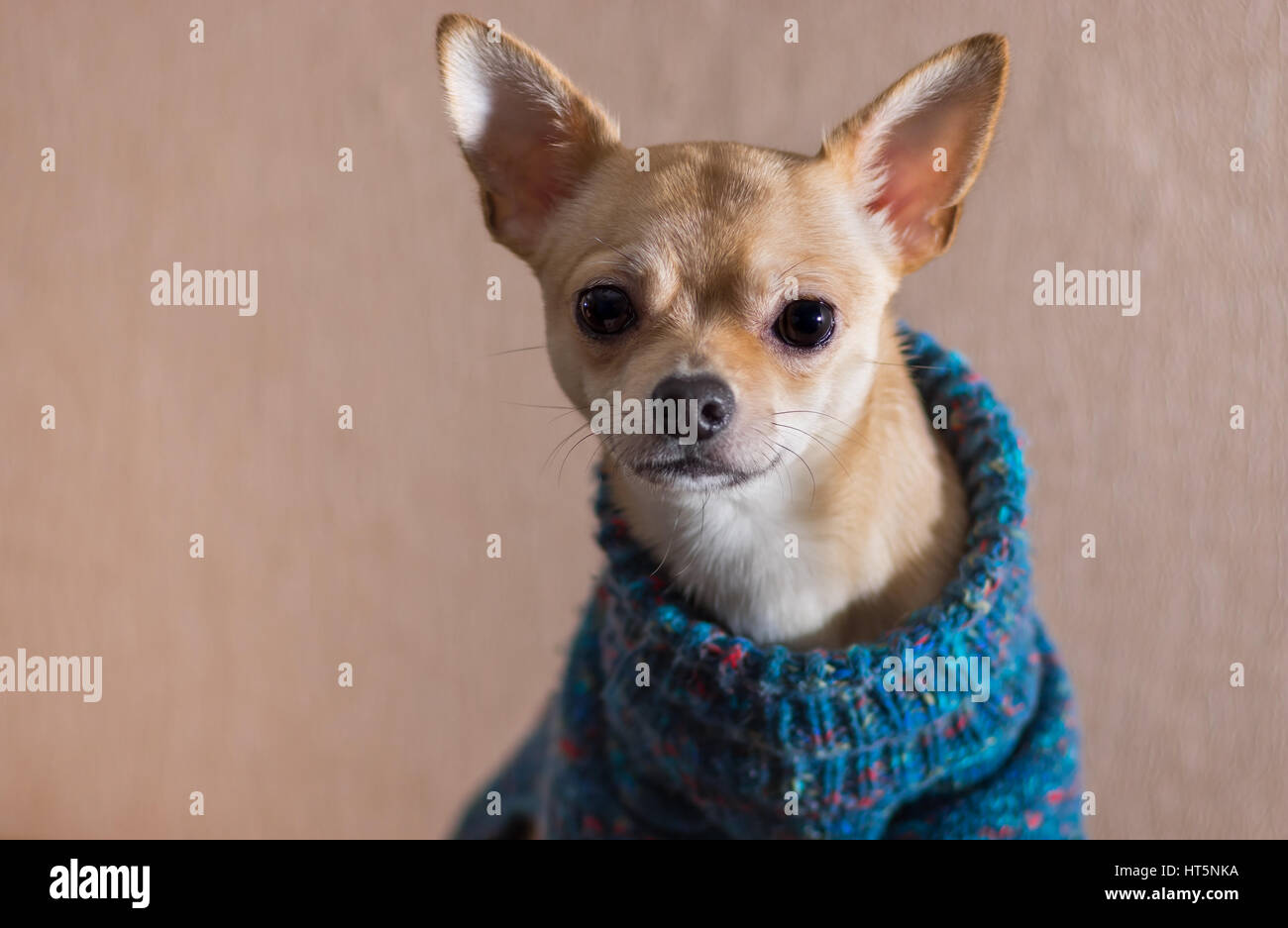 Indoor-Porträt von neugierig Chihuahua mit gestrickten Pullover Stockfoto