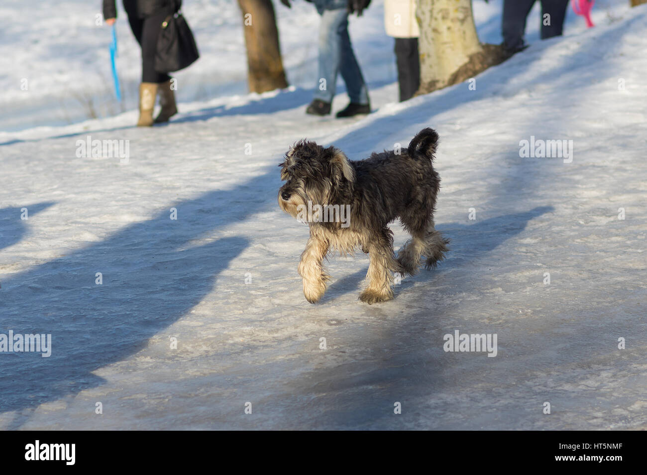 Yorkshirer Terrier heraustreten zügig unter den Menschen auf eine Straße am Wochenende winter Stockfoto