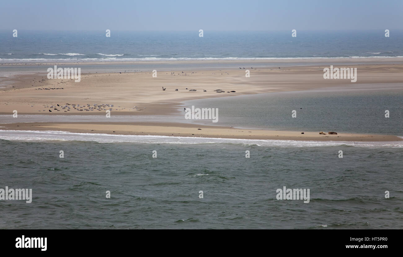 Sandbank mit Seehunde und Vögel auf der Insel borkum Stockfoto