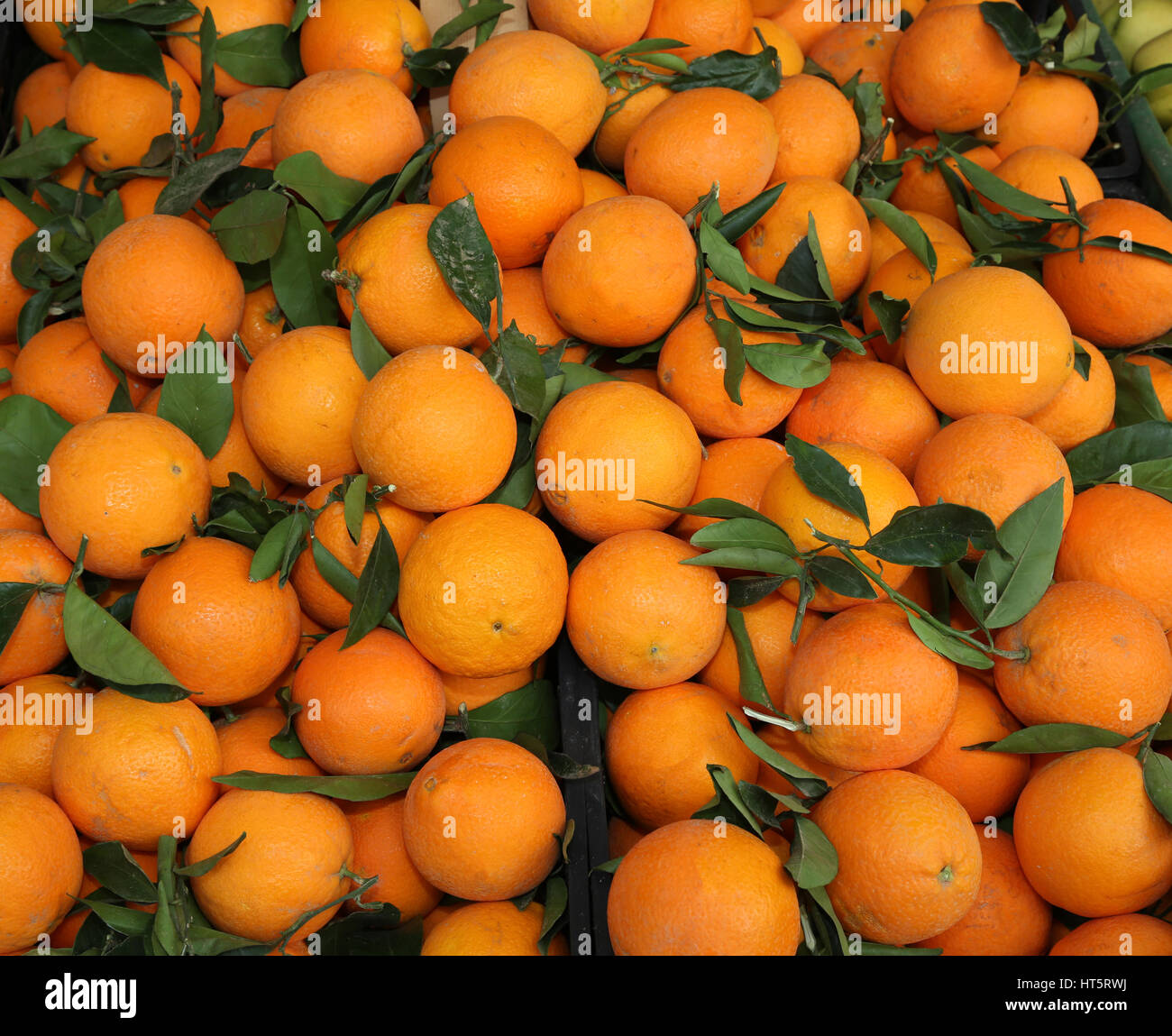 reifer Orangen mit Blatt frisch gepflückten während der Ernte in das Land am Mittelmeer Stockfoto