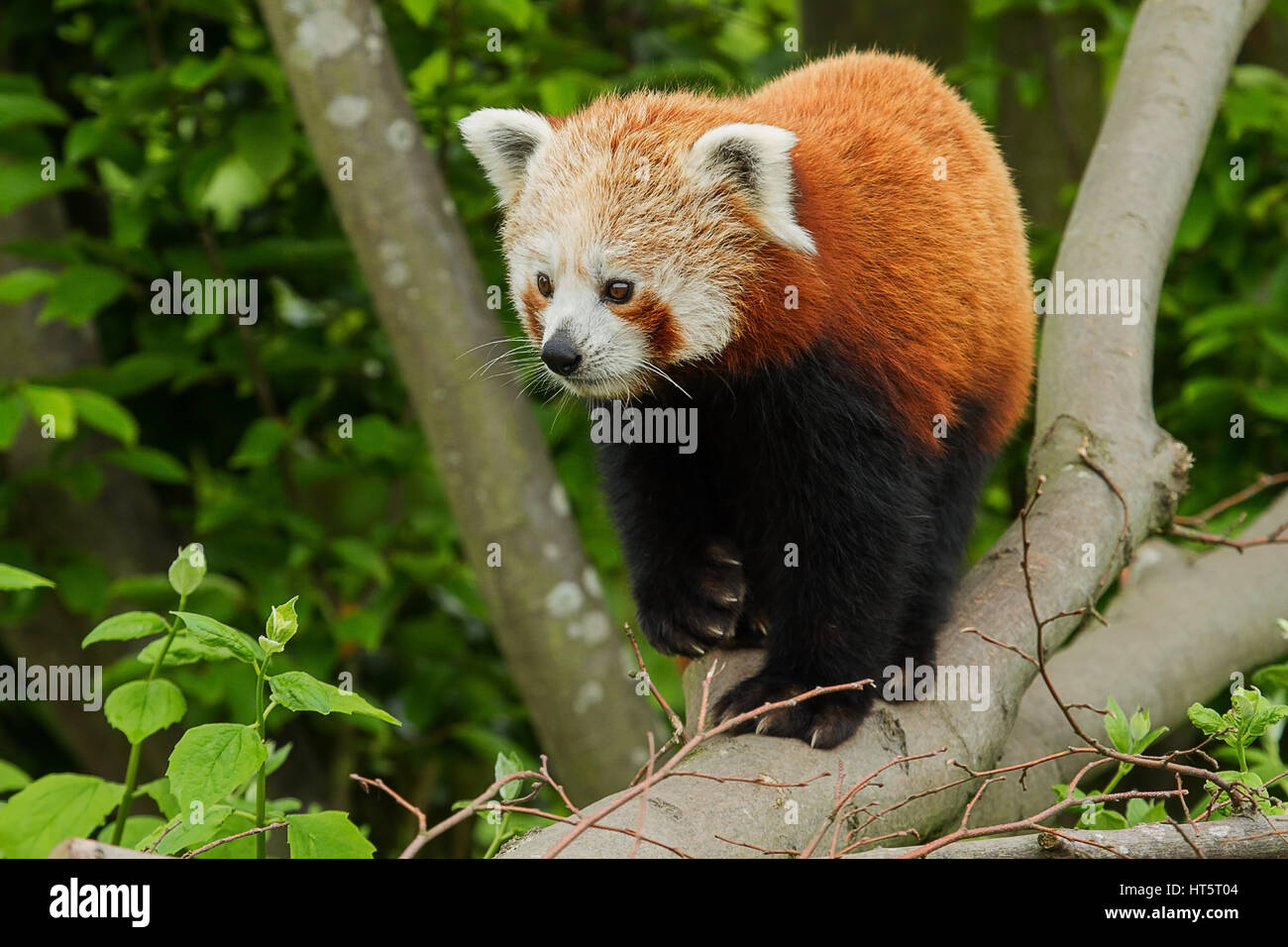 Foto eines schönen Erwachsenen Red Panda zu Fuß entlang einer Zweigniederlassung Blick auf etwas Stockfoto