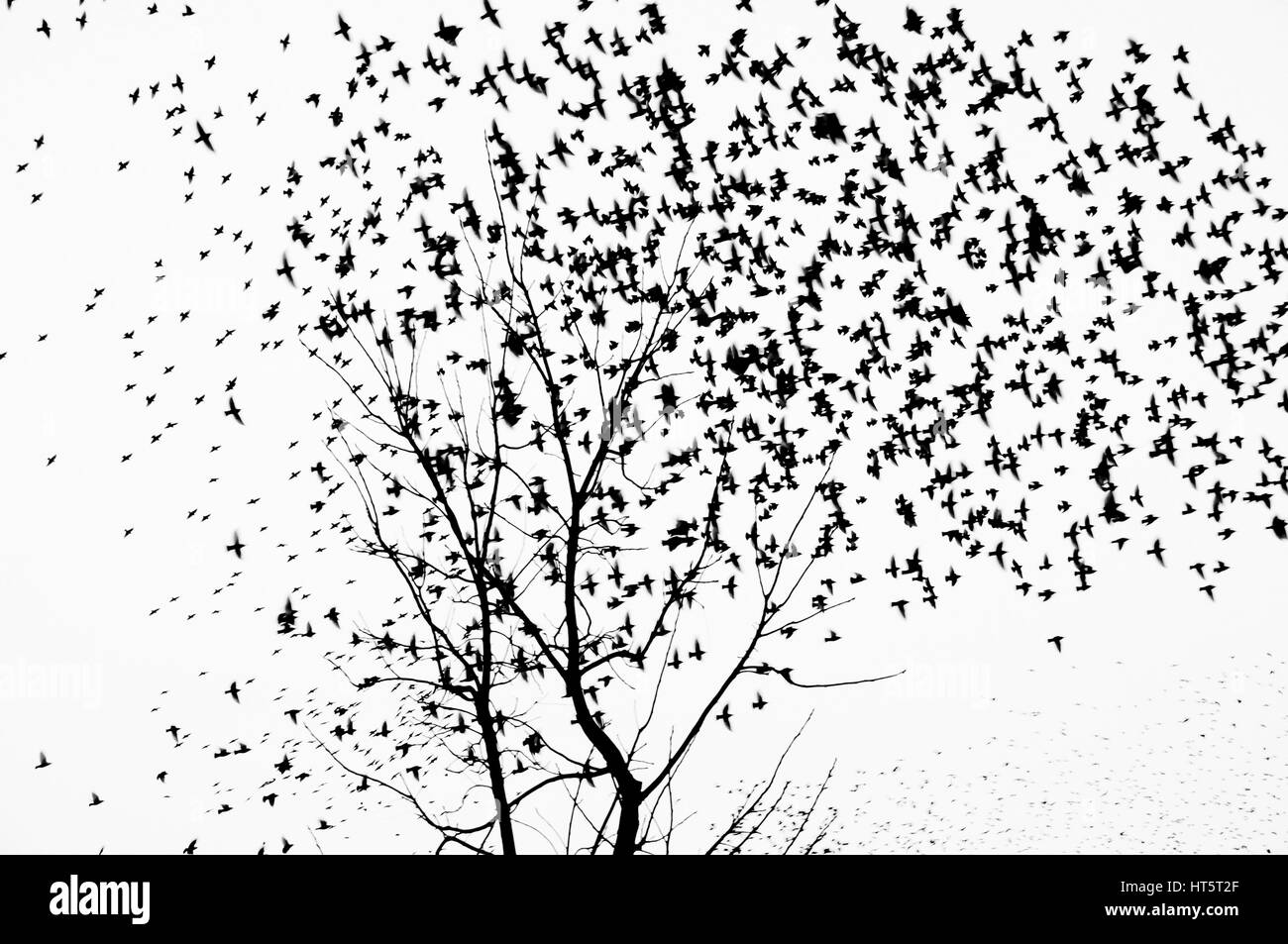 Eine große Schar Vögel fliegen weg von den Bäumen Stockfoto