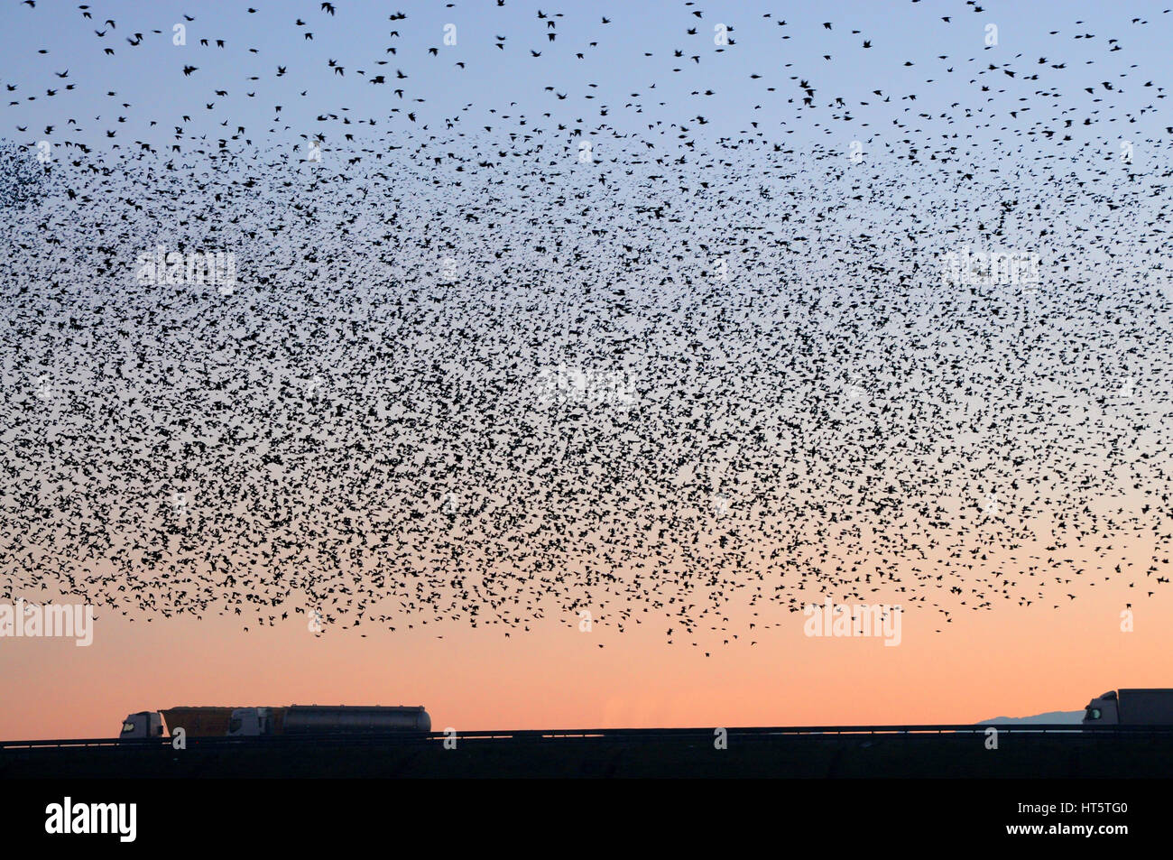 Migration von einem großen Vogelschwarm auf der Autobahn Stockfoto