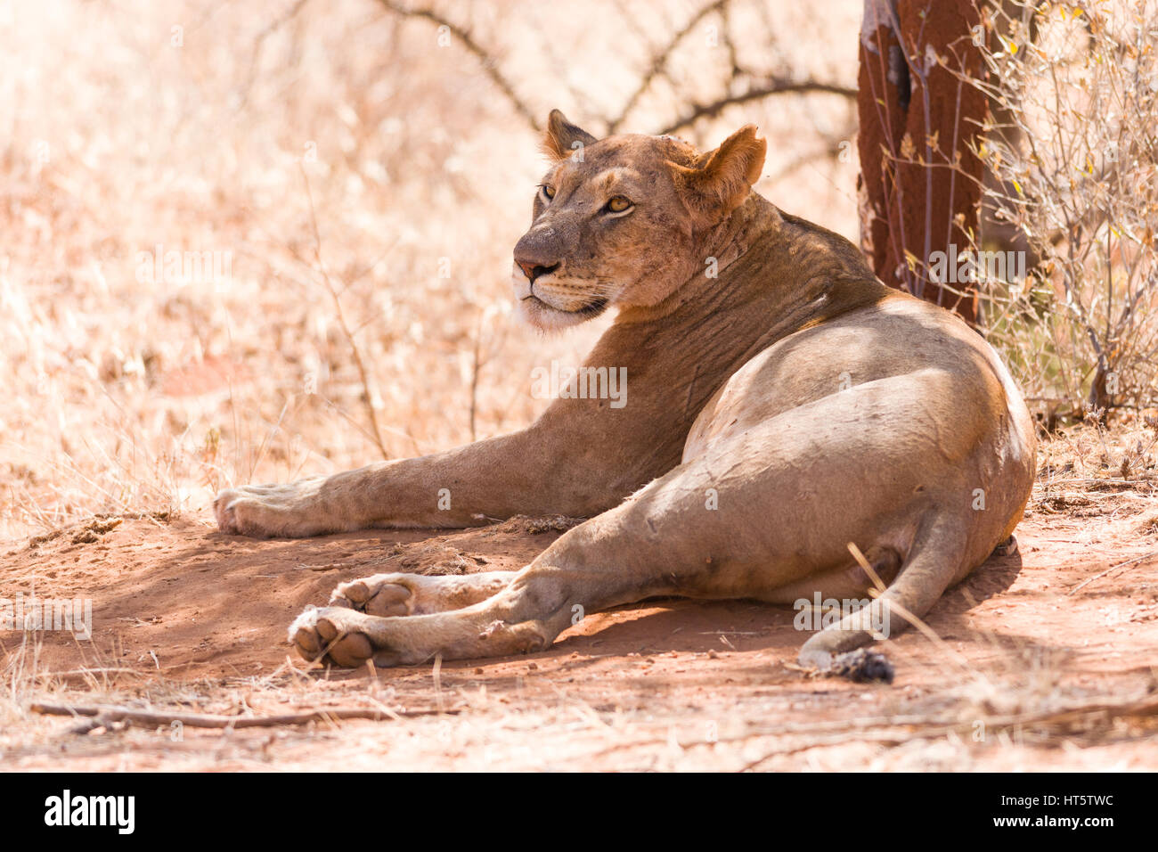 Ruhenden Löwen (Panthera leo) im Schatten, Samburu Stockfoto