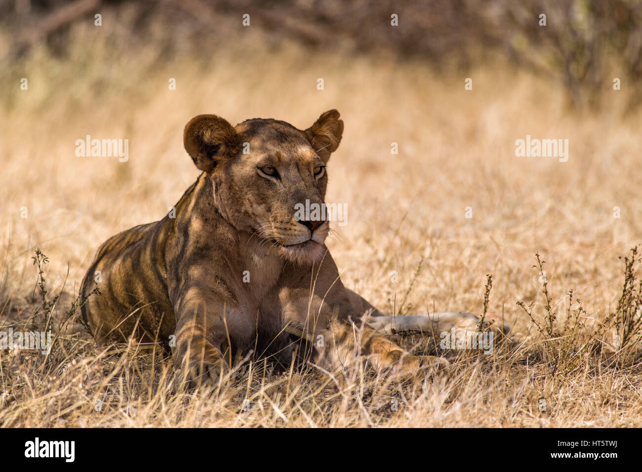 Ruhenden Löwen (Panthera leo) im Schatten, Samburu, Kenia Stockfoto