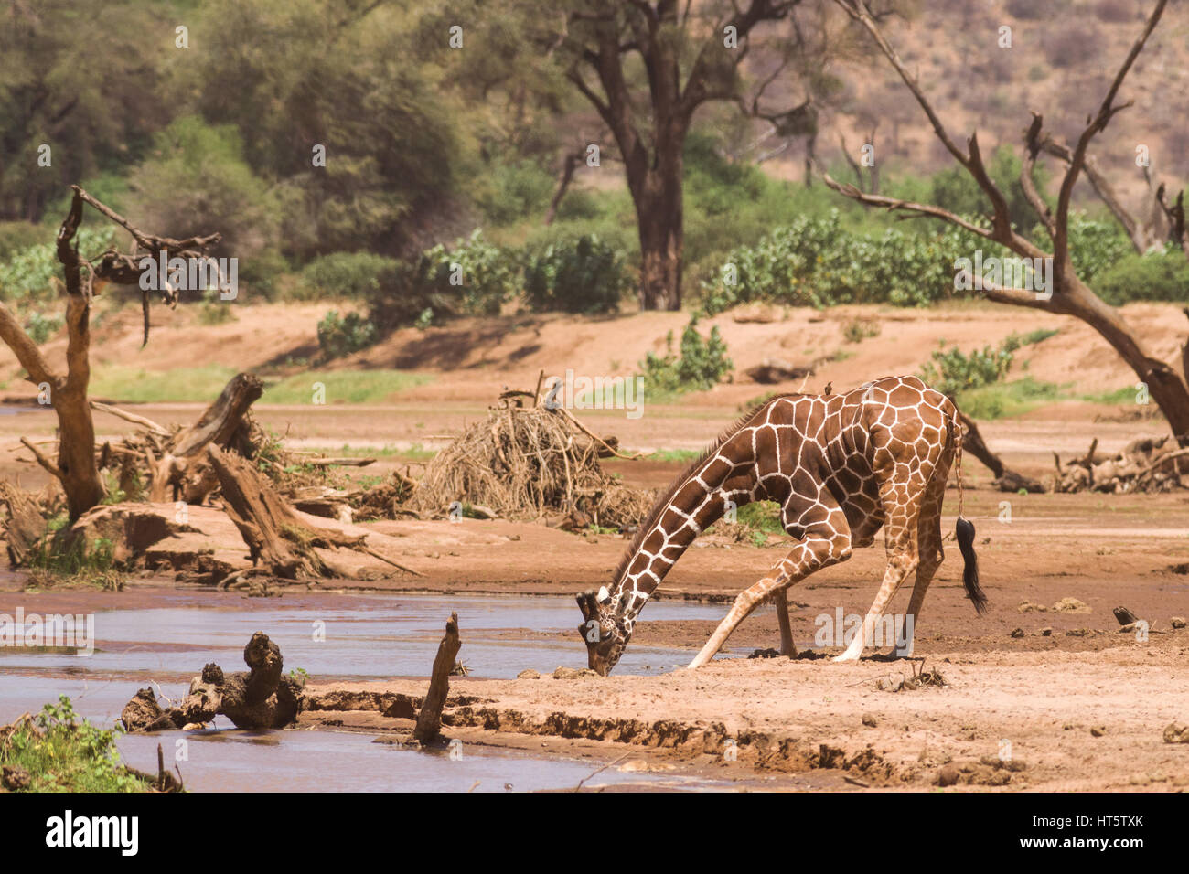 Netzgiraffe (Giraffa Camelopardalis reticulata) Trinken aus Fluss, Samburu, Kenia, Ostafrika Stockfoto