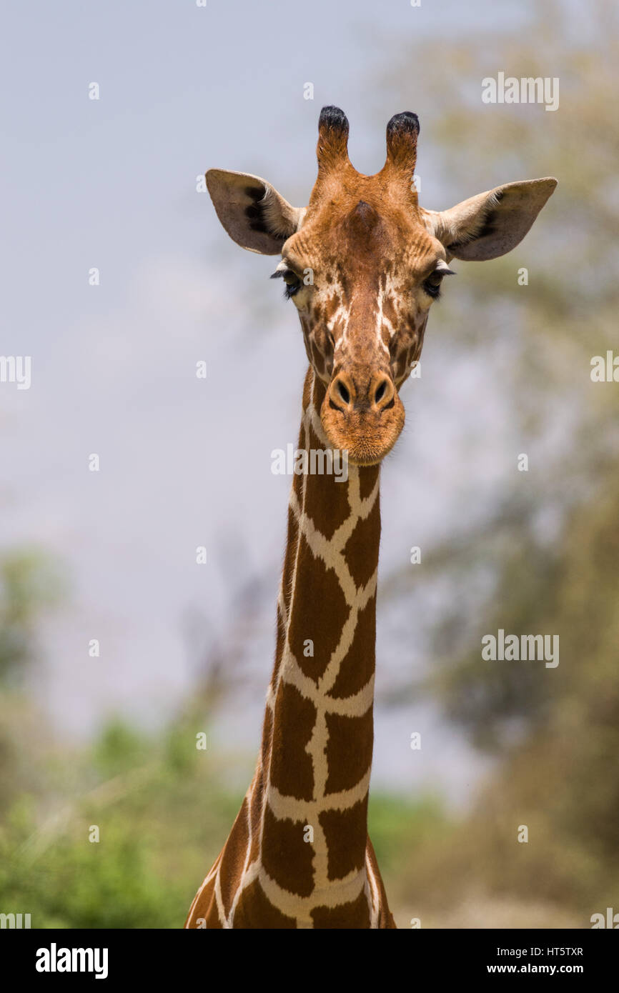 Porträt einer Netzgiraffe (Giraffa Camelopardalis reticulata), Samburu, Kenia Stockfoto