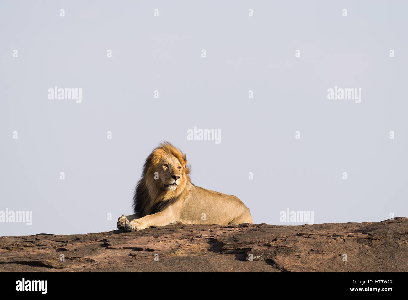 Männliche Löwe (Panthera leo) ruht auf Rock, Maasai Mara Stockfoto