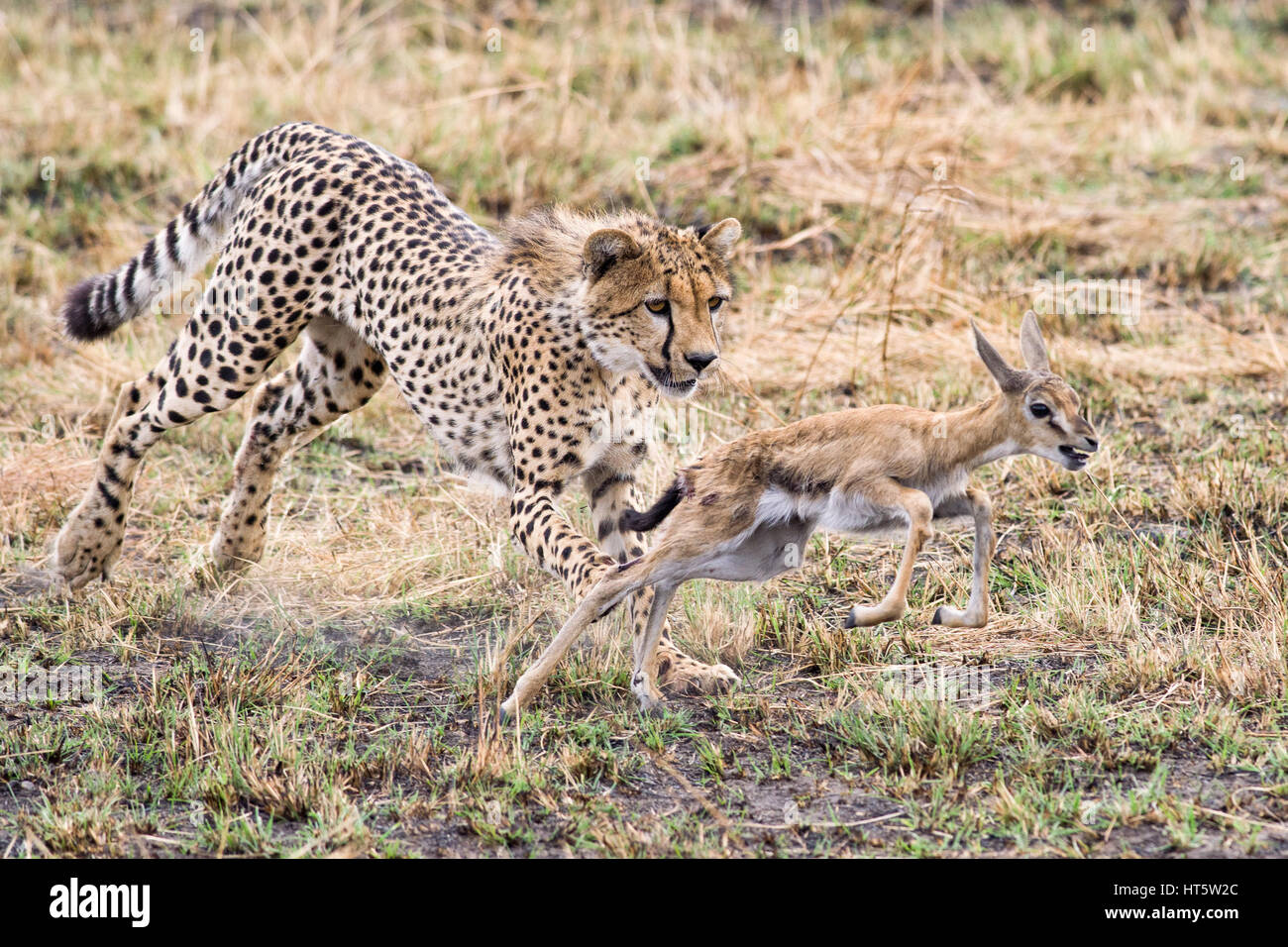 Gepard (Acinonyx jubatus) Jagen Jugendliche Gazelle, Maasai Mara Stockfoto