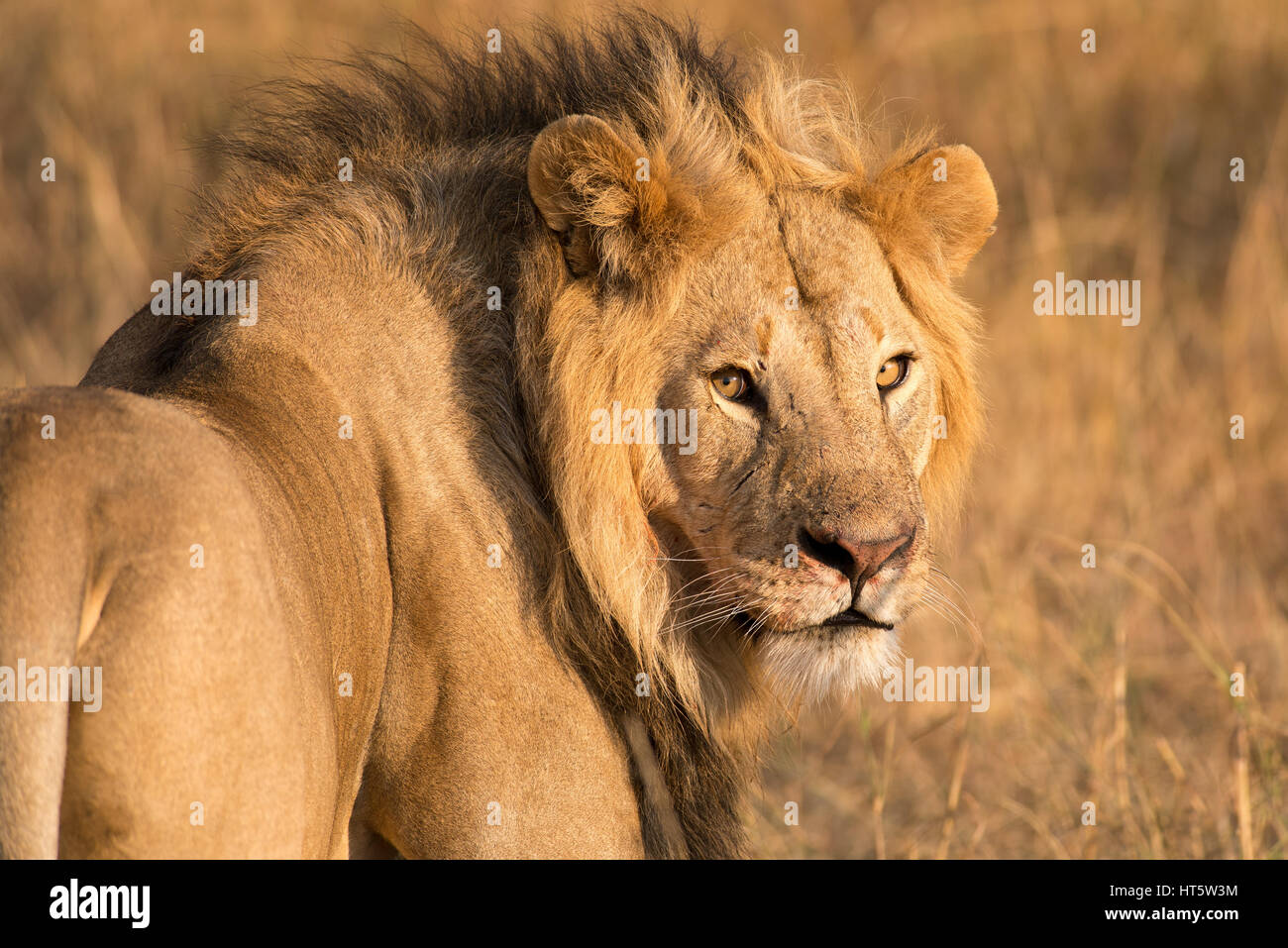 Männliche Löwe (Panthera leo) an der Kamera suchen, Masai Mara, Kenia Stockfoto
