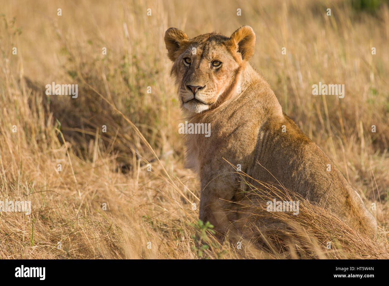 In trockenem Gras sitzend Löwe (Panthera leo), Masai Mara, Kenia Stockfoto
