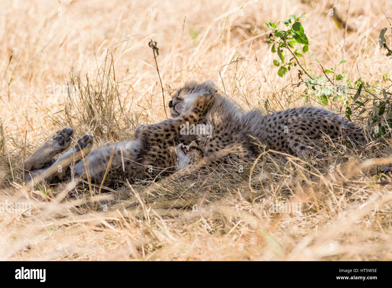 Zwei Jungen Geparden (Acinonyx jubatus) spielen in trockenem Gras, Maasai Mara Stockfoto