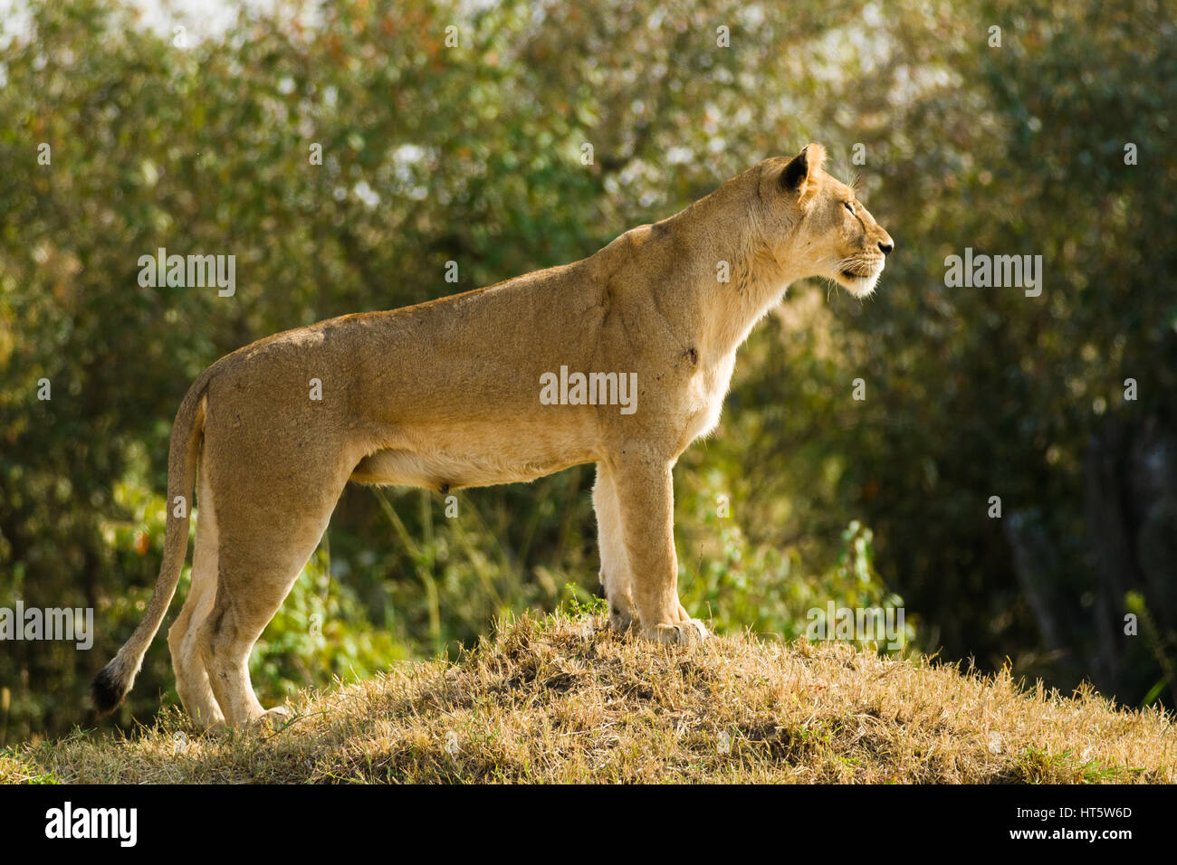 Löwe (Panthera leo) stehen und auf Gras Damm, Masai Mara, Kenia Stockfoto