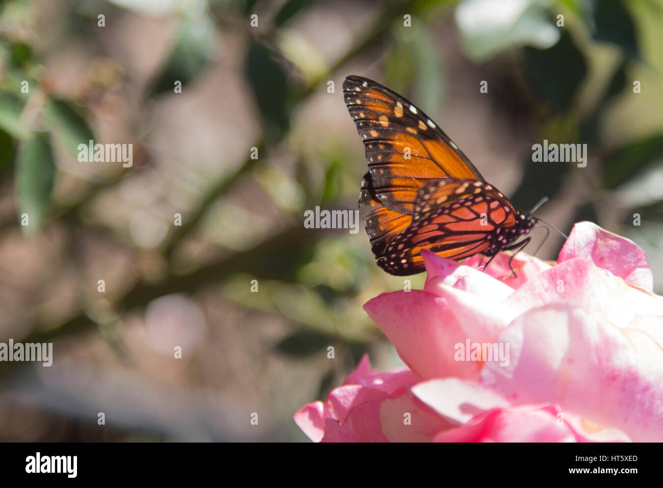 Monarch butterfly auf Rose Blume, Buenos Aires, Argentinien. Stockfoto