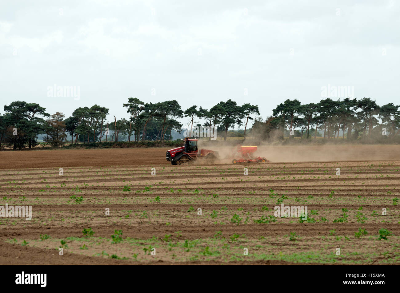 Fall 485 Traktor mit Bohrer Nähen Weizen Ernte, Shottisham, Suffolk, UK. Stockfoto