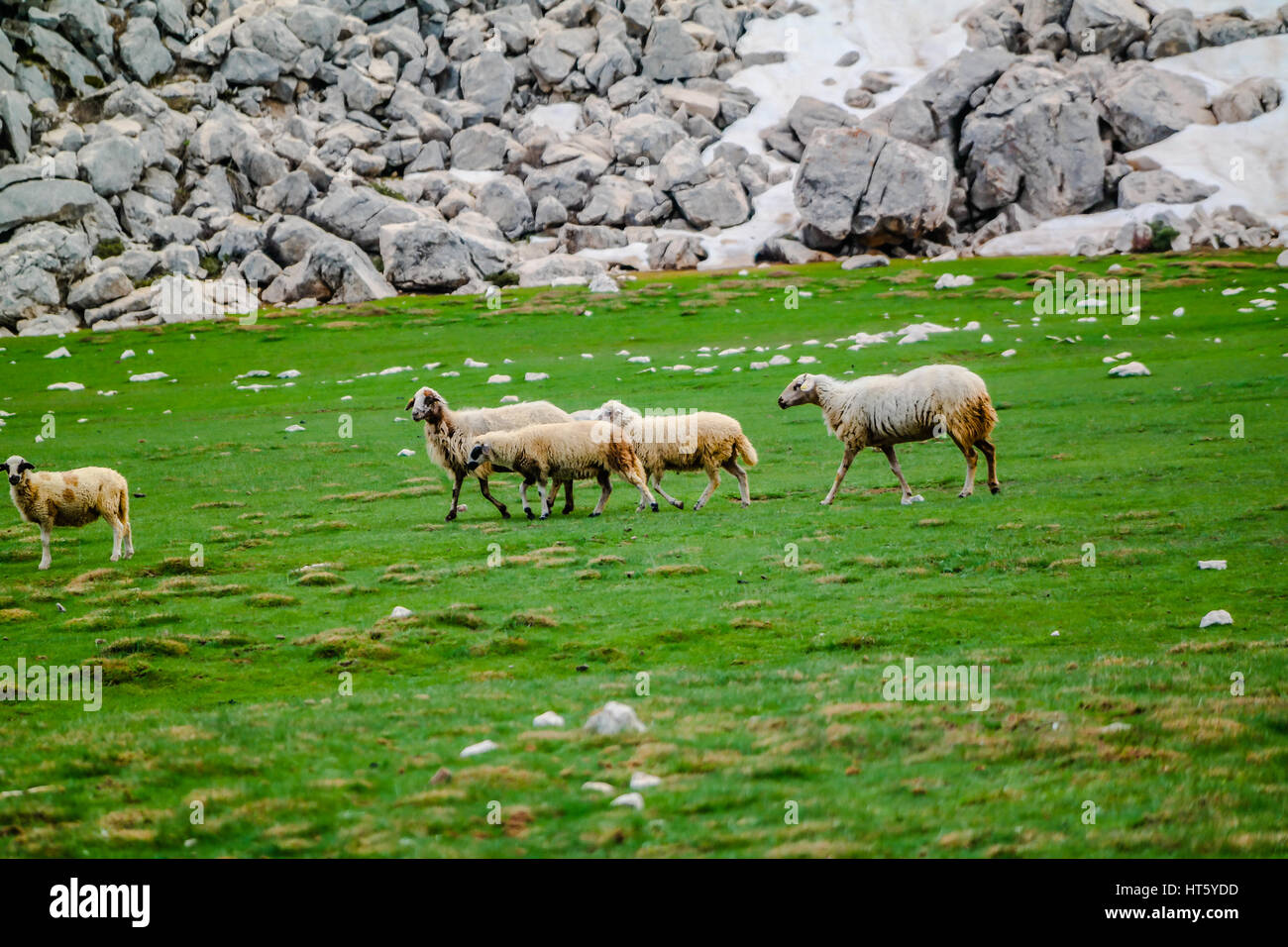 Schafherde auf der Weide Stockfotografie Alamy
