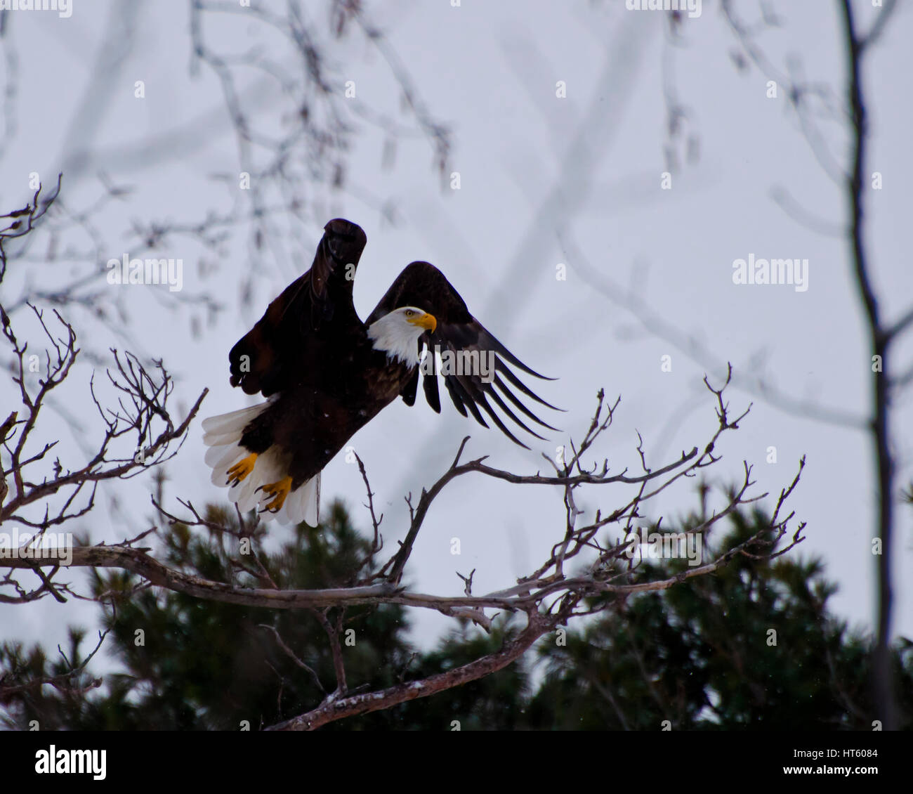 Ein Weißkopfseeadler (Haliaeetus leucocephalus) nimmt Flug in den Wäldern. Stockfoto