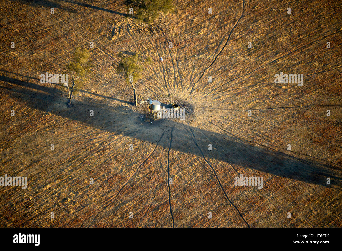 Luftaufnahme von Tierspuren zu einem ausgetrockneten Wasserloch und einsame Tier, Western Australia Stockfoto