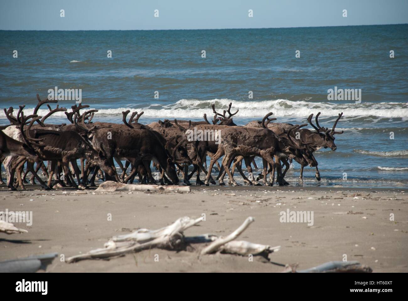 Eine Rentierherde sammelt Ikpek Strand entlang in die Bering Land Bridge National Preserve, Alaska. Rentier der Region in der Zeit um 1900 brachten, schwindende Karibu-Herden für die einheimische Bevölkerung Alaskas Inupiaq zu ersetzen. Stockfoto