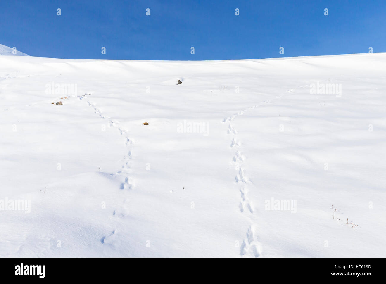 Schneehase Lepus Timidus, Spuren im Schnee, Findhorn Tal, Schottland im Februar. Stockfoto