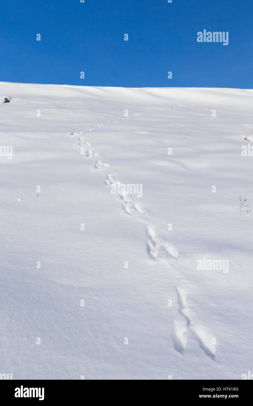 Schneehase Lepus Timidus, Spuren im Schnee, Findhorn Tal, Schottland im Februar. Stockfoto