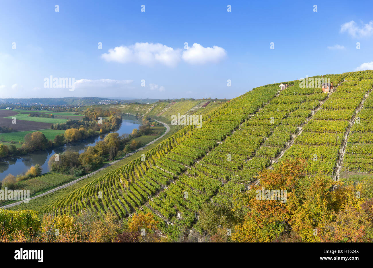 Weinberge im Herbst am Fluss Neckar Stockfoto